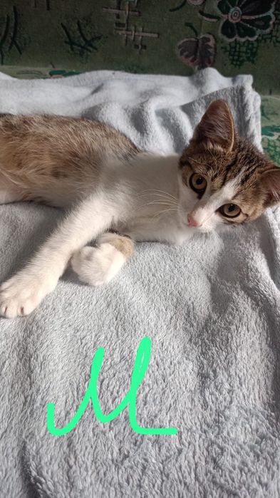 Котята ищут свой дом