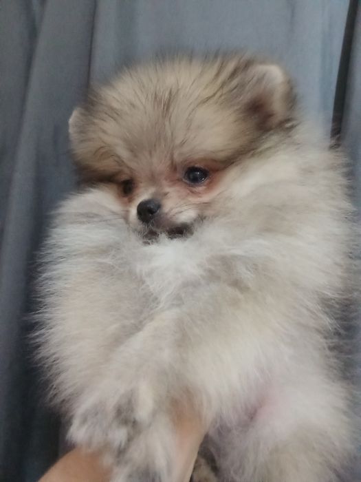 Щенки шпица мини