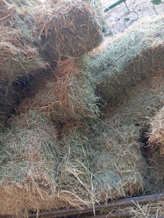 Беда, самон, тариқ прес сотилади.
Беда прес 35 000 сум
Сомон