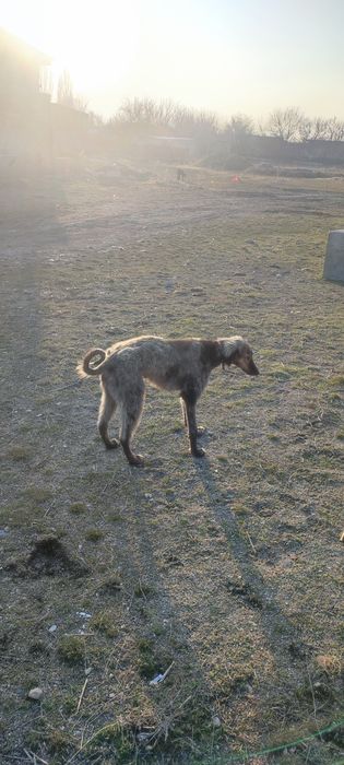 Тазы 9 айлық күшік .