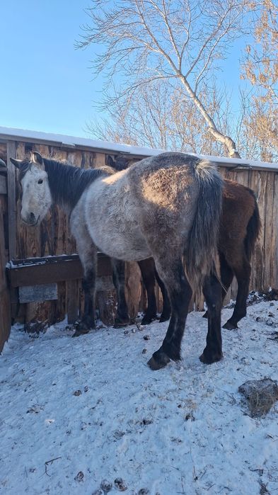 Продам кобылу с жеребенком