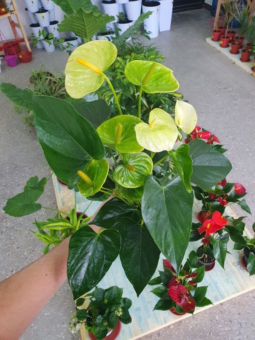 Anturium oq Антуриум белый