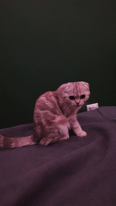 шотландская вислоухая кошка