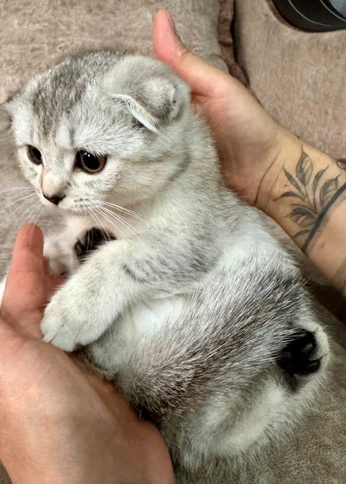 шиншилла серебро девочка