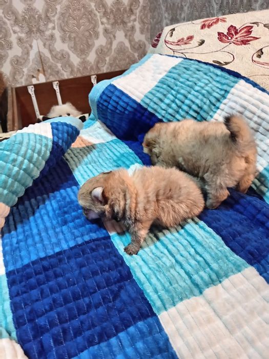 Щенки шпица  с бивером