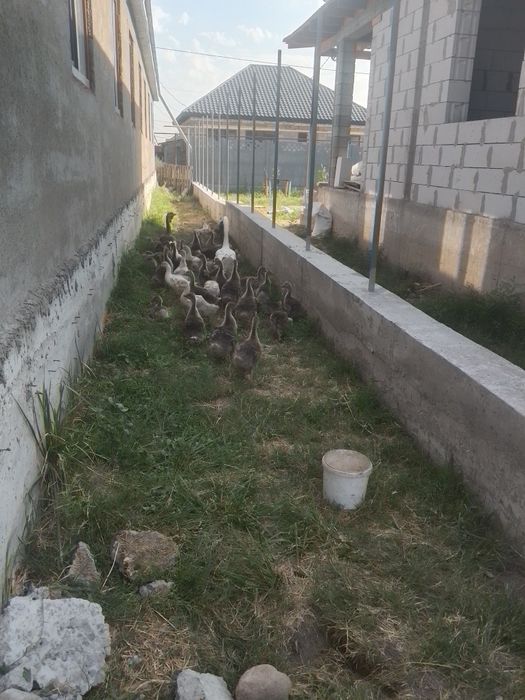 Продам Гусят крупно серые