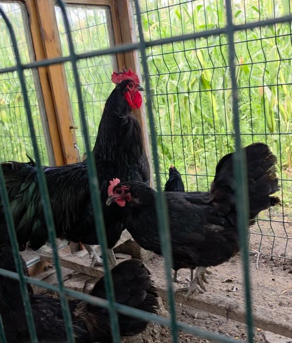 Avstralops Rumin jo'ja | Toza qon | Vaksinalangan