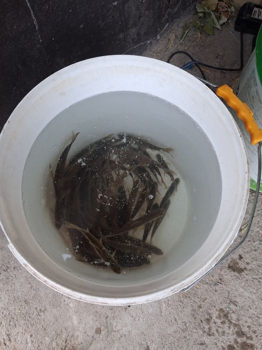 Живец для зимней рыбалки.