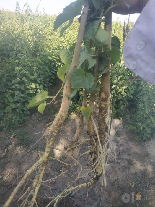 Tut kuchatlari ,balxi,shotut plantatsiya,urmon xujaligi uchun