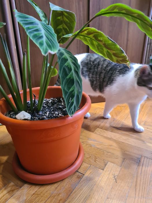 Ghiveci plantă Calathea