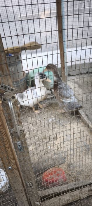 O'rdak   sotiladi утка