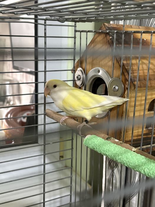 Vand sau schimb baietel Fisher opalin cu fetita