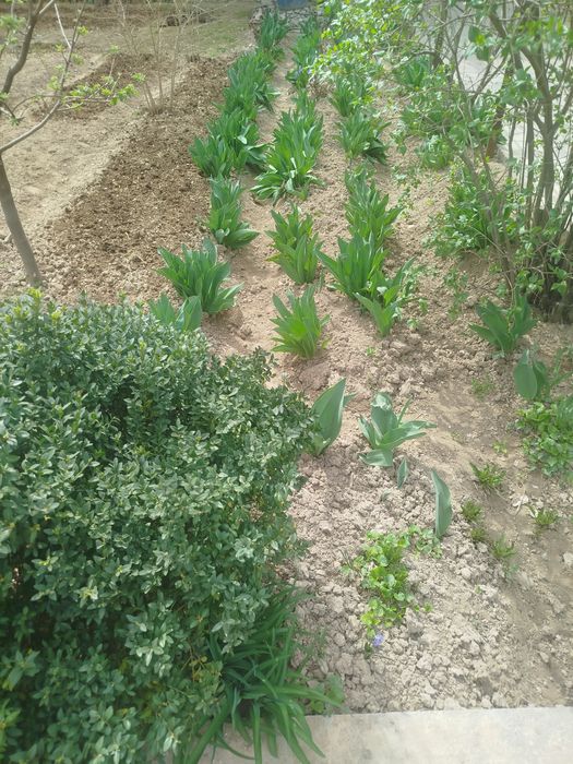 Лола кучатлари сотилади тупи илдизи билан Тюльпаны красные с луковицой