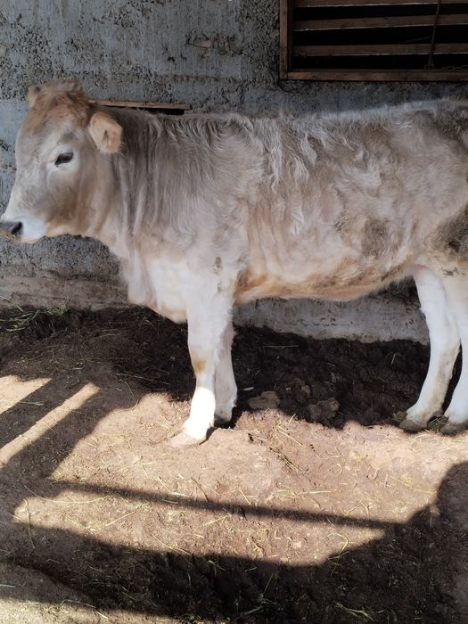 Тёлка в хорошем состоянии