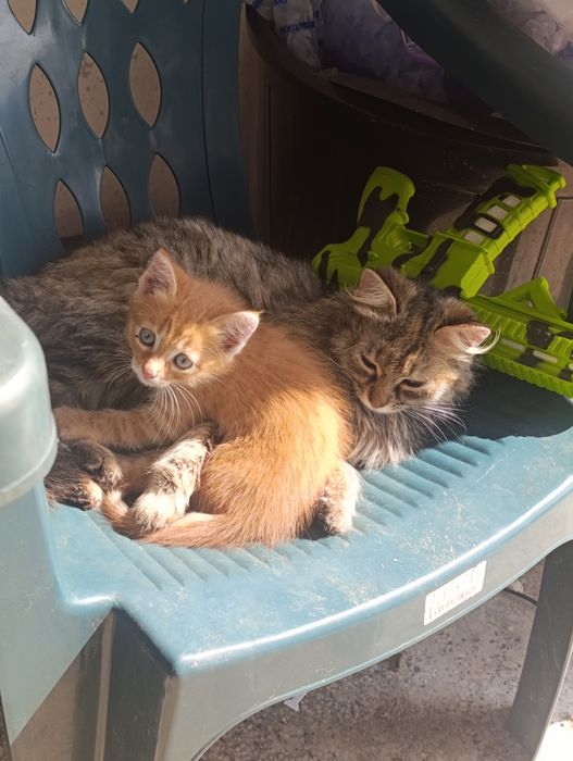 ПОДАРЯВАМ 6 котенца