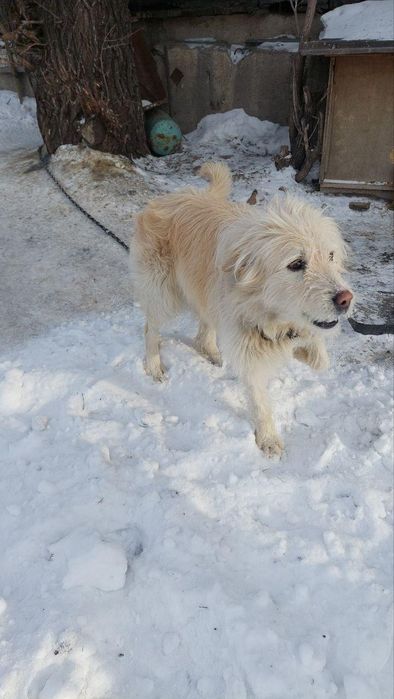 Красивый, добрый пёс ищет дом