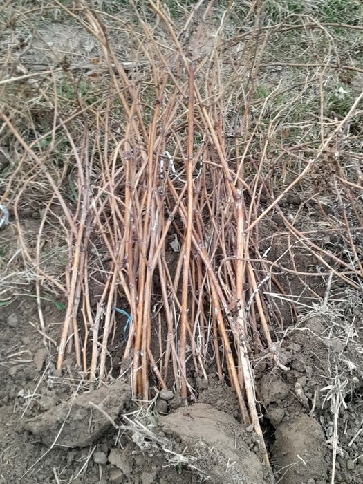 Malina ko'chat sotiladi ishonarli yaxshi ko'chat