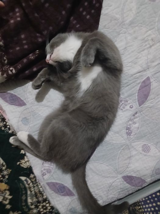 Отдам в добрые руки кошку