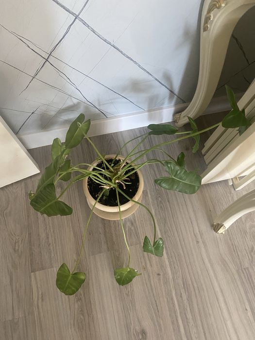 Продам цветы недорого