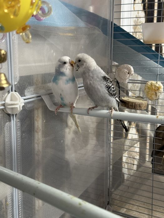 Продам попугайчиков полный комплект