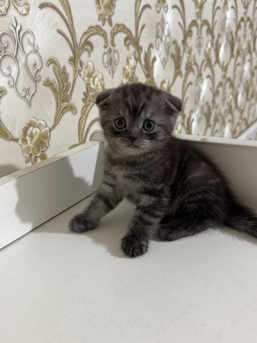 Продам породистых котят