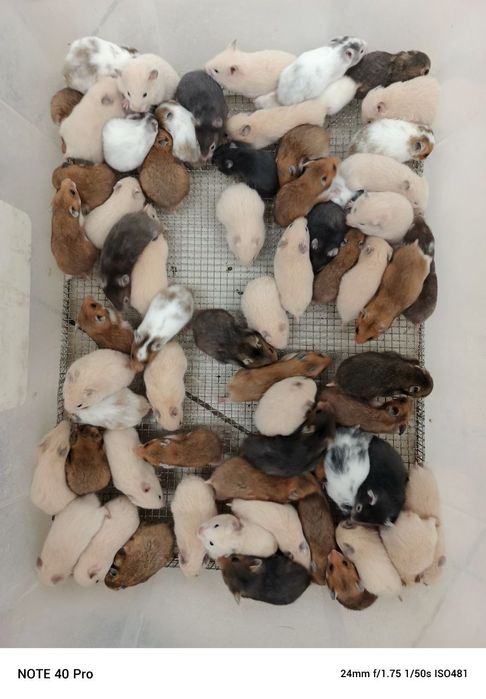 Хомички разных окрасов оптом