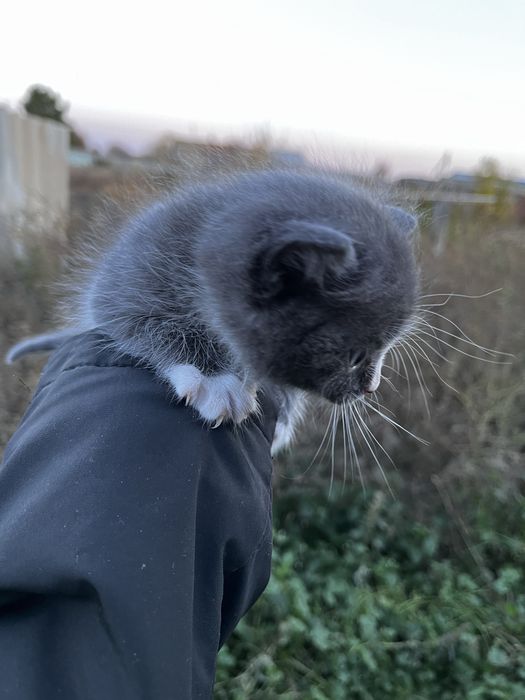 Котята бесплатно