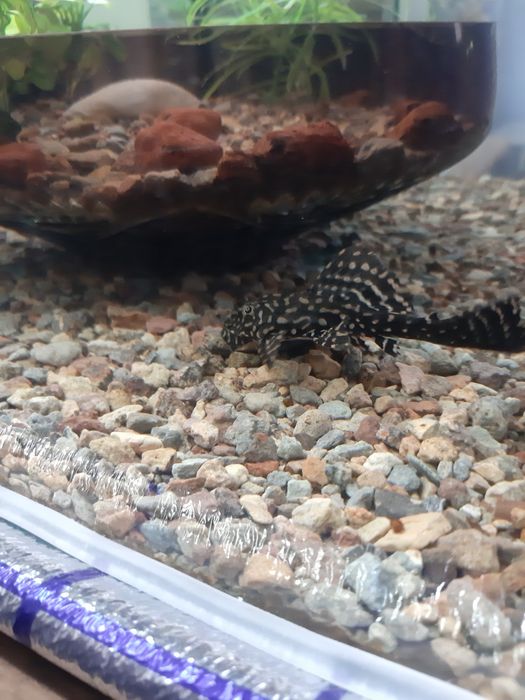 Аквариумные- рыбки