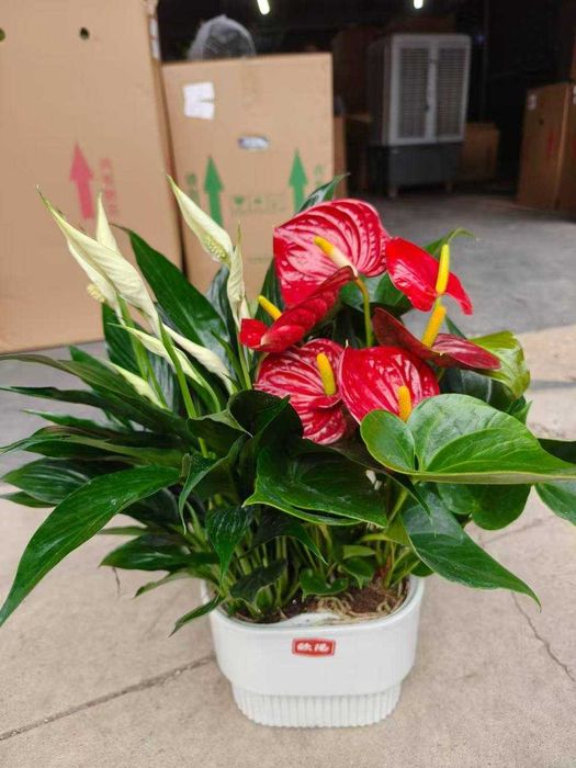 Гуллар сотилади, оптом нархларда.