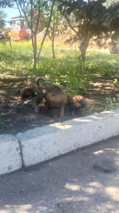 Отдам щенков в добрые руки
