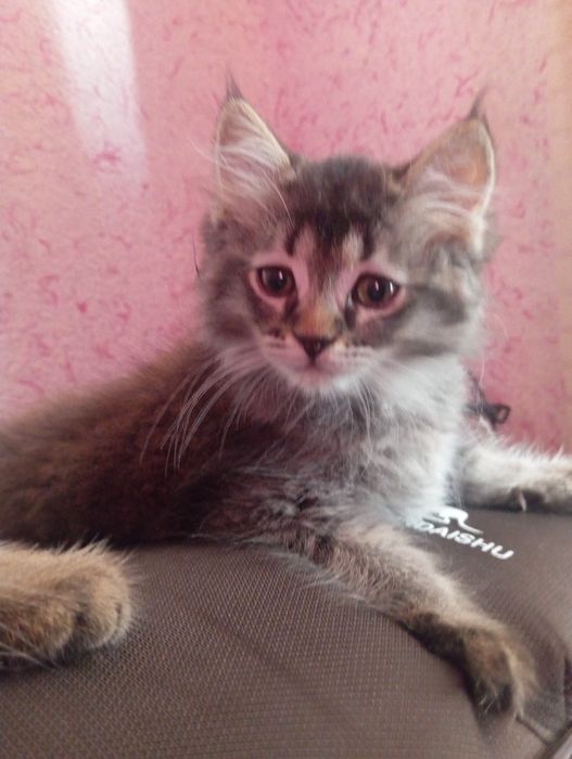 Zoti:shinshilla 2 ta mushuk