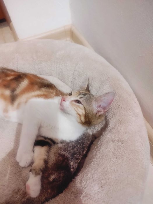 Pisica spre adopție