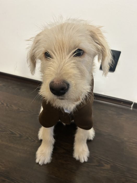 Donez labrador metis  mascul