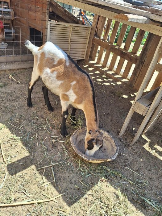 Козы парода ламанча