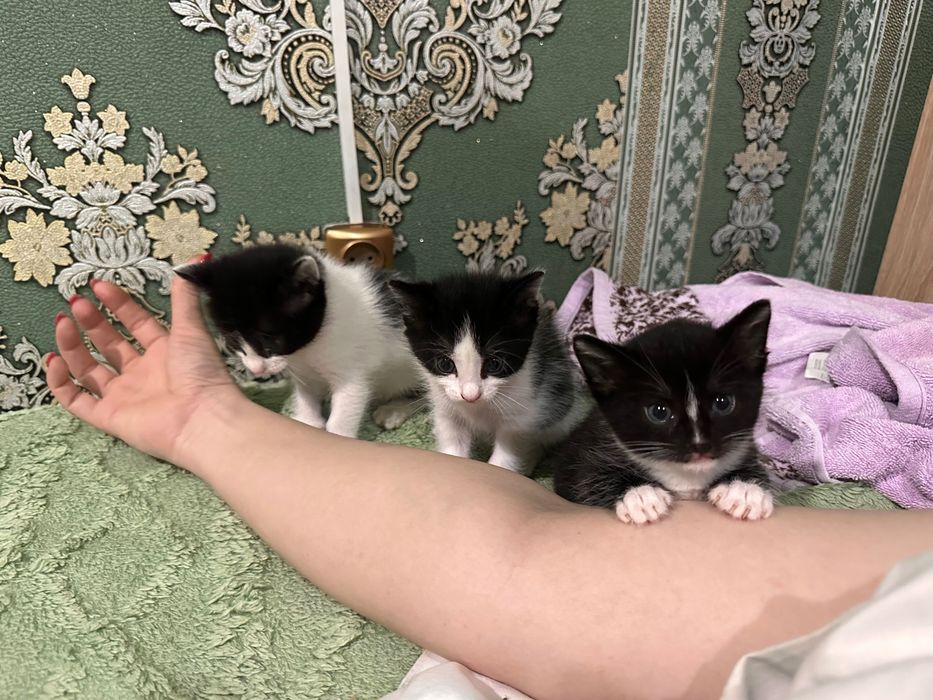 Отдам котят в добрые руки