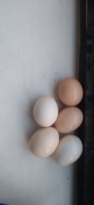 Tovuqlari bilan birga tovuqxona