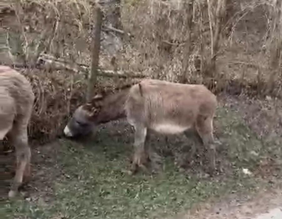 Măgărețe de vanzare