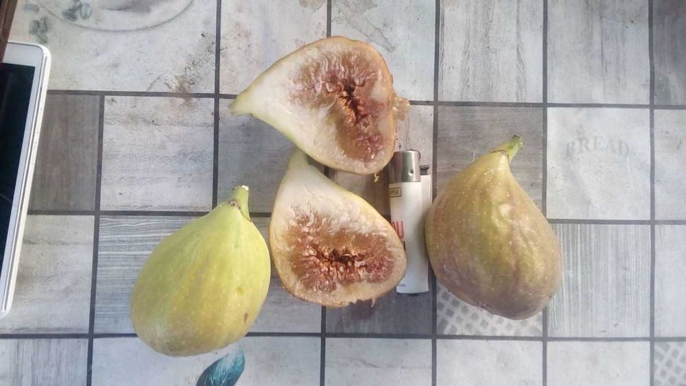 Смокиня  / Разсад Студоустойчиви - Налични 5 сорта