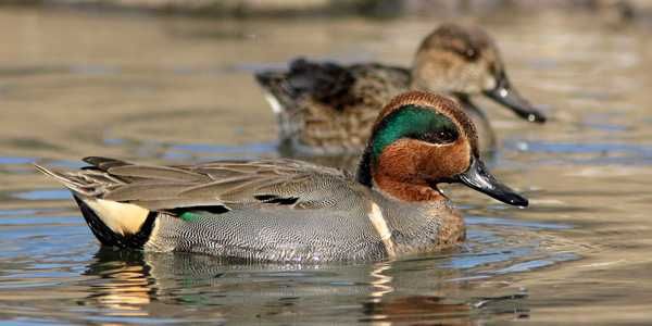 Vând Rațe exotice, de ornament, lebede, gâște