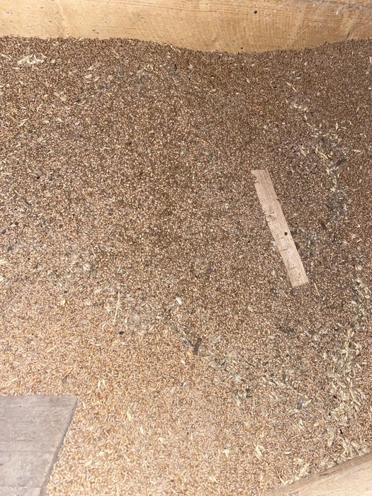 Vand grâu recoltă 2025