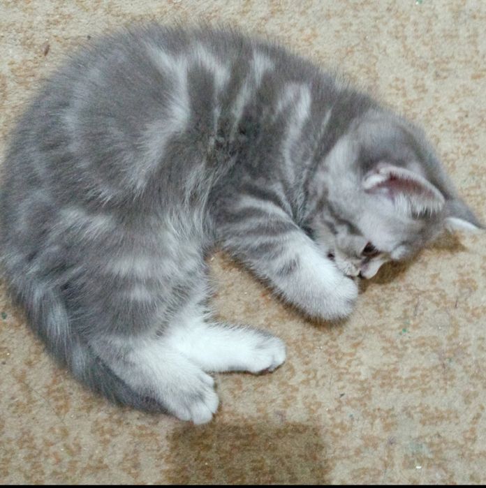 Шотландские котята открыта бронь