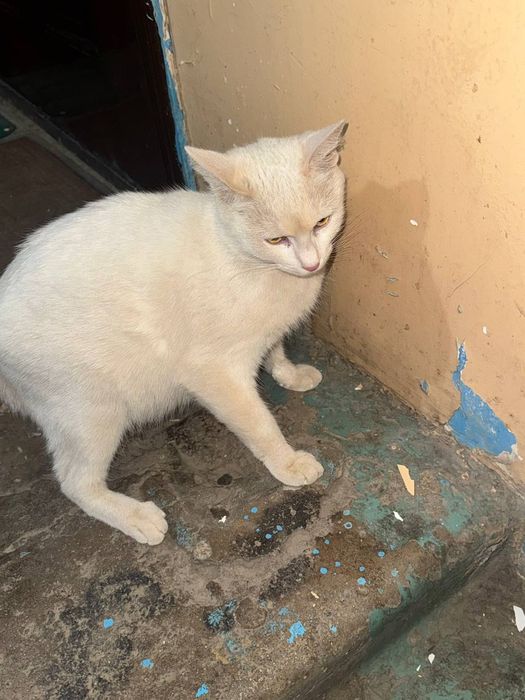 Кошка и котенок в добрые ручки