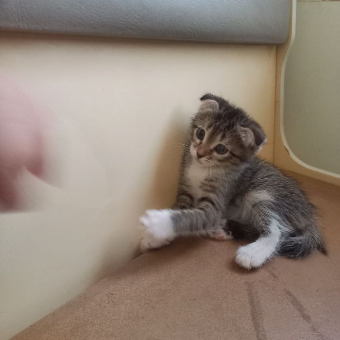 Вислоухий котёнок 1,5 мес {дев}