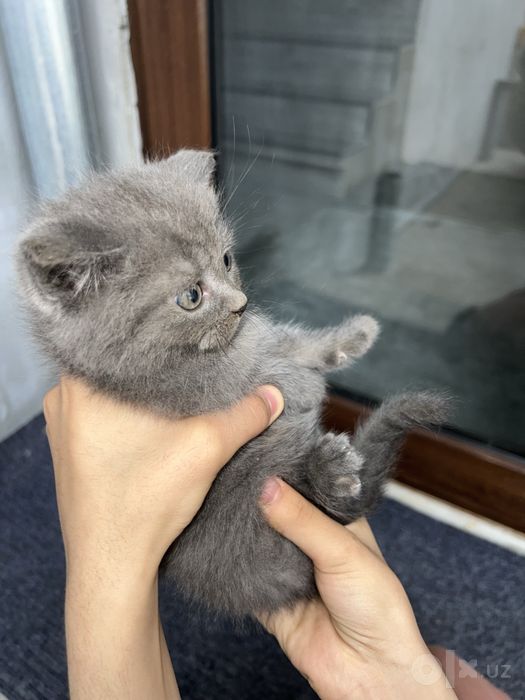 Scottish fold stray mushukcha