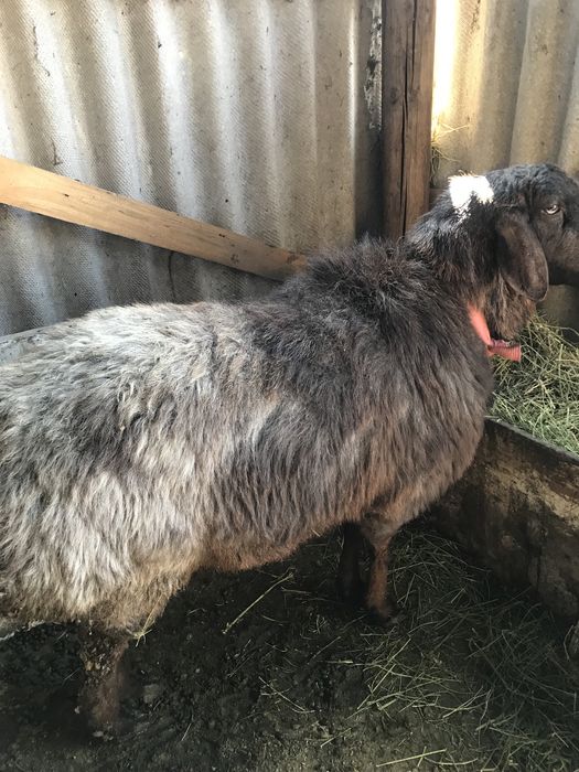 Продам кочкар каскелен