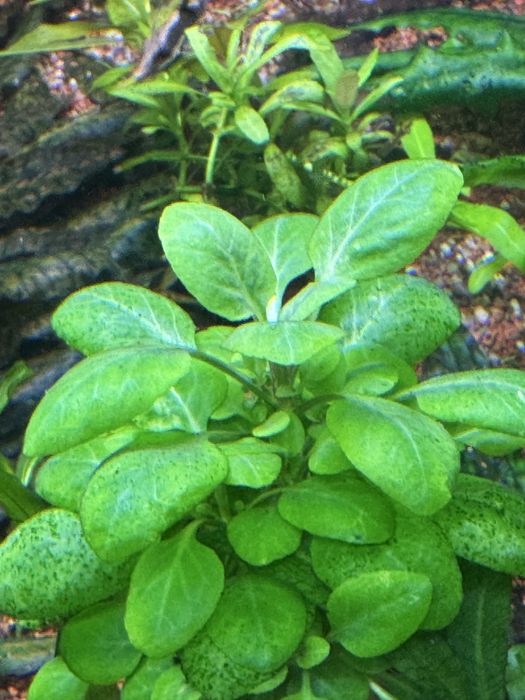 Pachete de plante disponibile