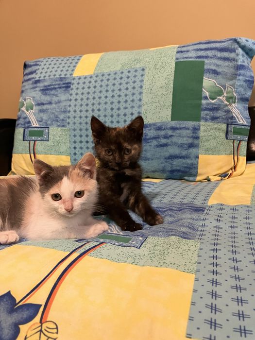 Pisoi spre adoptie ,pisica ,pisicute