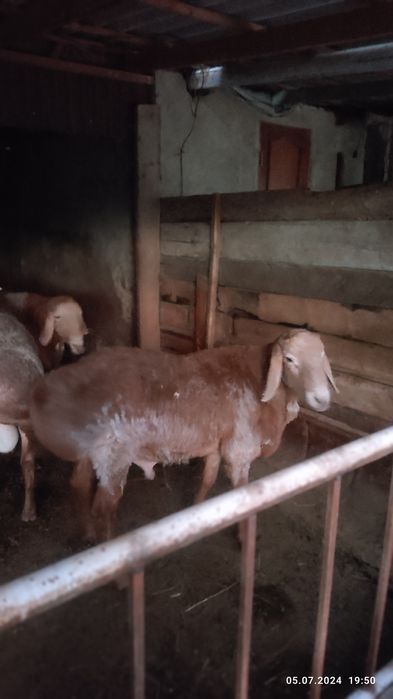 продам  кошкар  гиссар