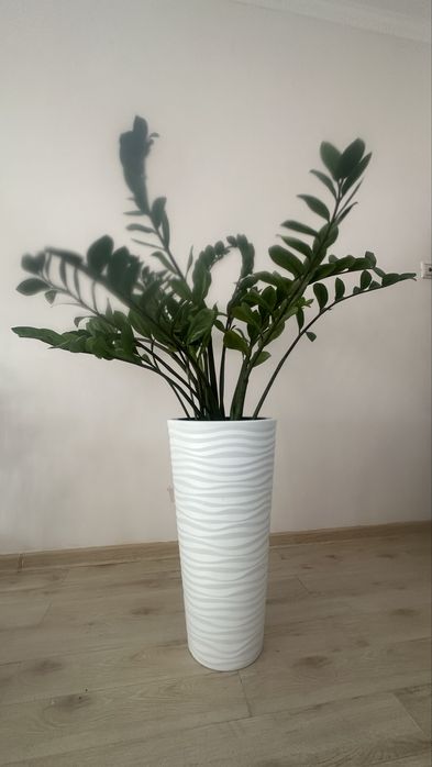 Срочно, замиокулькас за 10 тыс. (