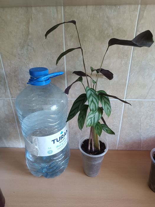 Ктенанта оппенгейма